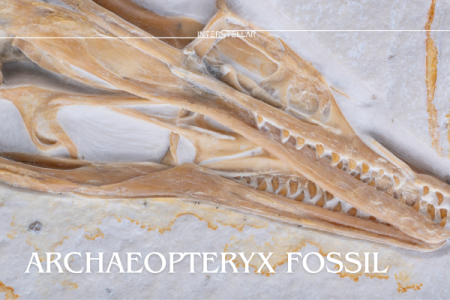 Archaeopteryx fossil, Birds are dinosaurs