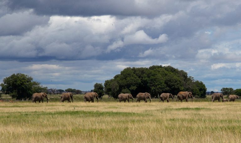 Elephants