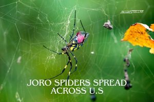 Joro Spiders