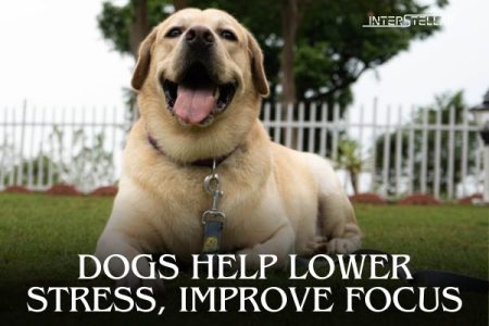 Dogs can lower stress