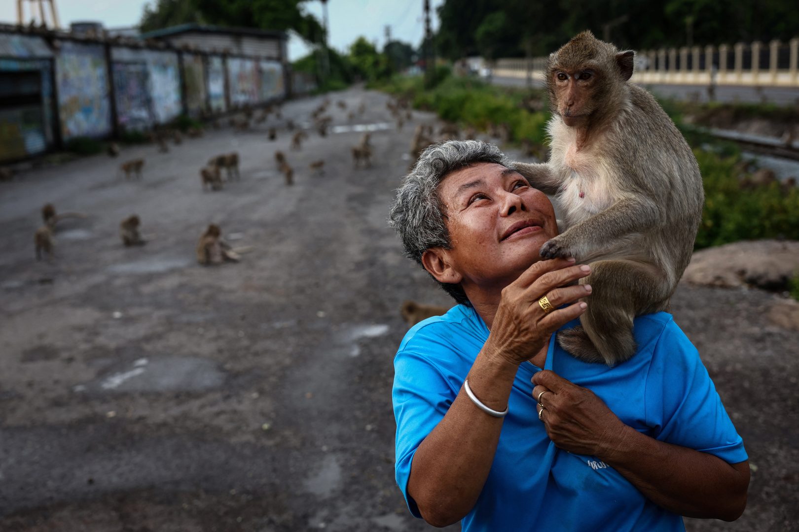 Thailand Monkey