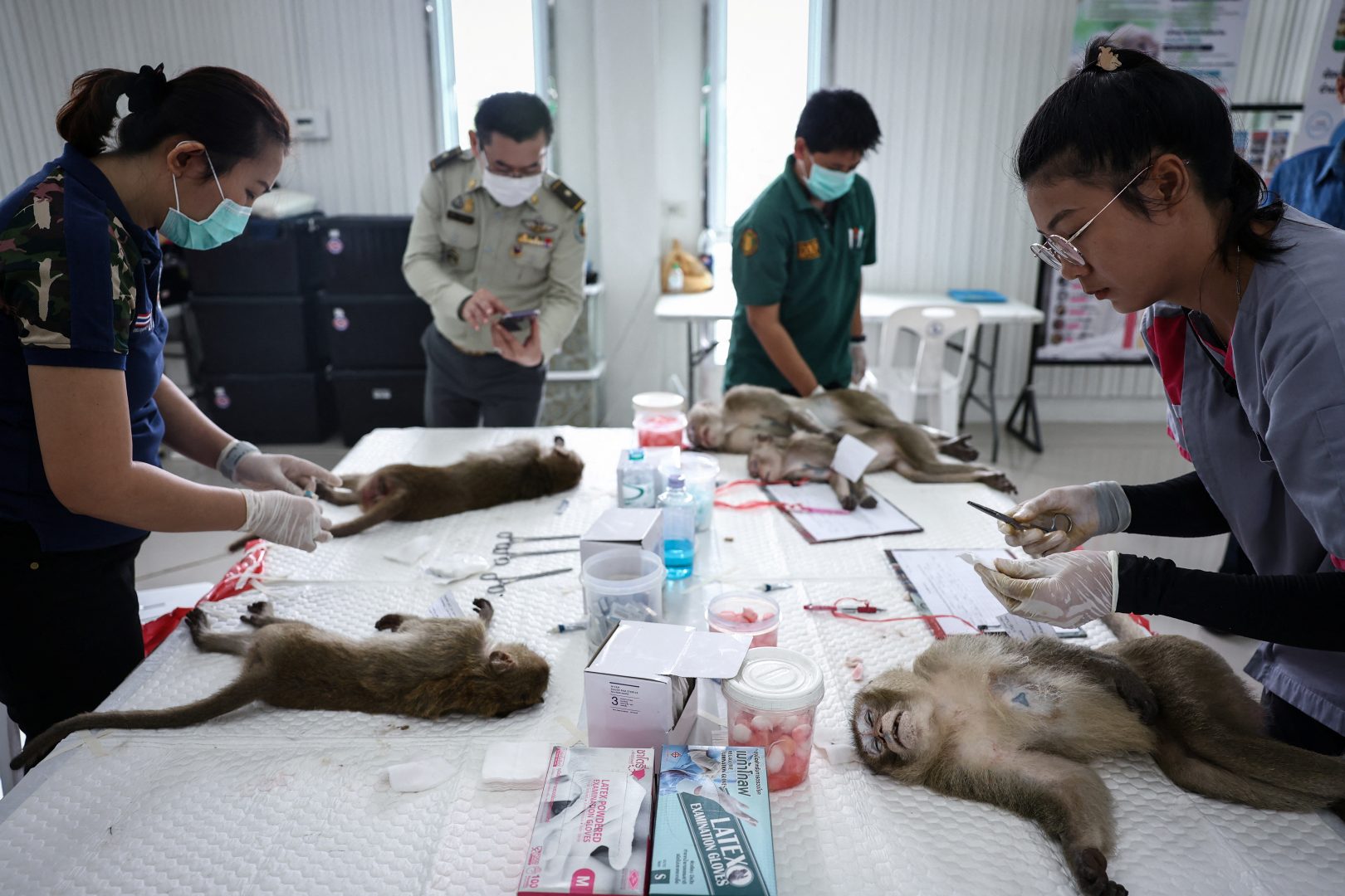 Thailand Monkey Mayhem