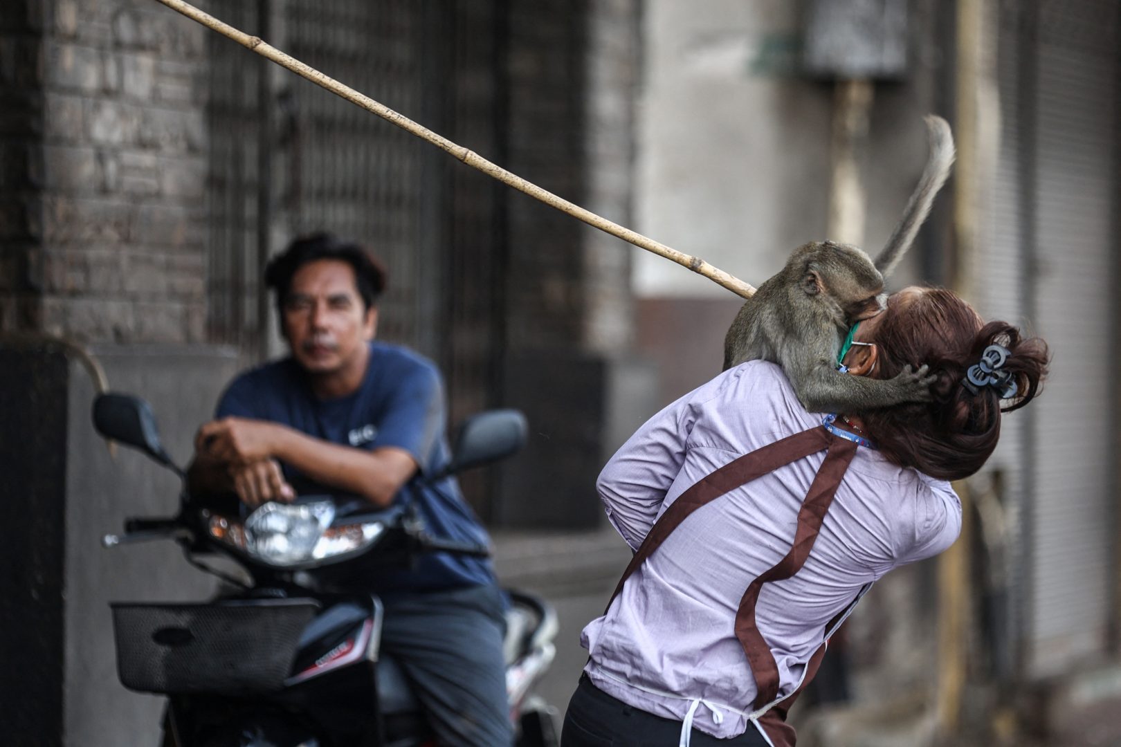 Thailand Monkey Mayhem