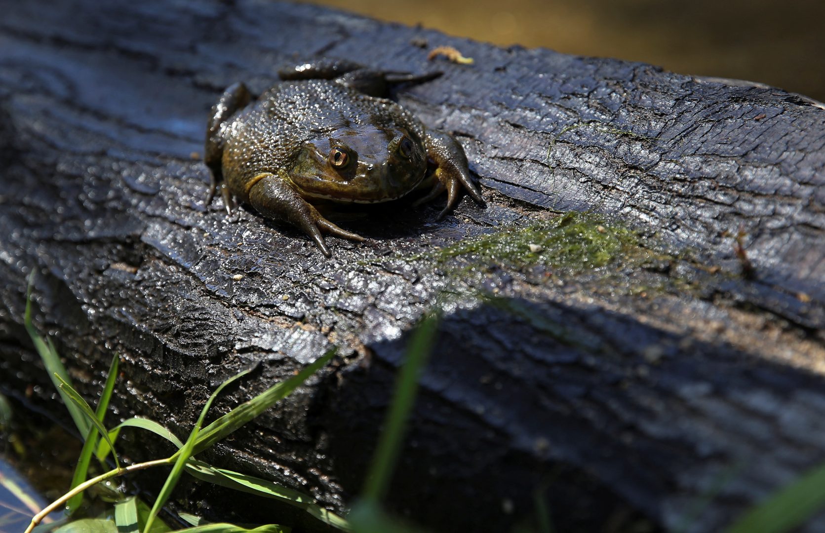 Chilean frog